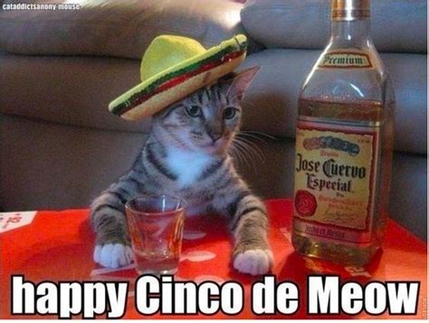 The Funniest Cinco de Mayo Memes for 2024 - Lola Lambchops