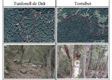 Study area and tree samples | Download Scientific Diagram