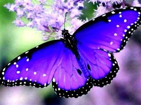 Make-up For Special Effects - Brave New World: Purple Emperor Butterfly