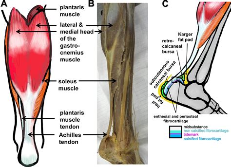 Tendon healing: a concise review on cellular and molecular mechanisms with a particular focus on ...