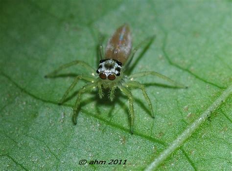 Jumping Spider | Phylum : Arthropoda Class : Arachnida Order… | Flickr