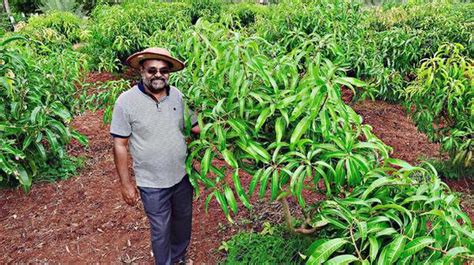 Scientist demonstrates innovative mango cultivation - The Hindu