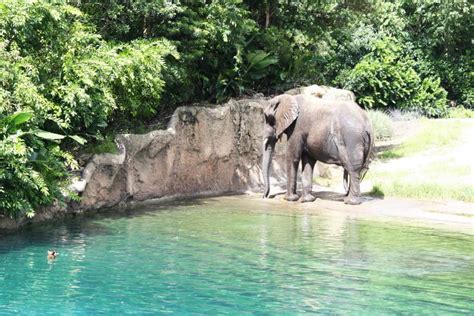 The Surprising Truth About Kilimanjaro Safaris • DisneyTips.com