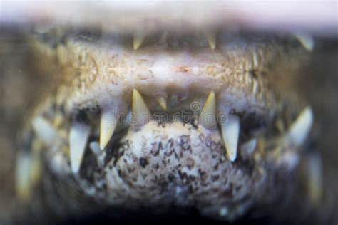 Closeup View of Teeth of a Threatening Spectacled Caiman Stock Photo - Image of alligator ...