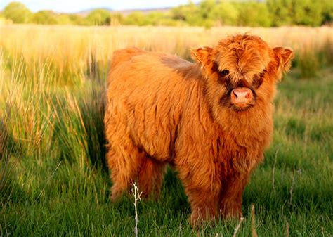 Scottish Highland Cattle (#2185178) - HD Wallpaper & Backgrounds Download
