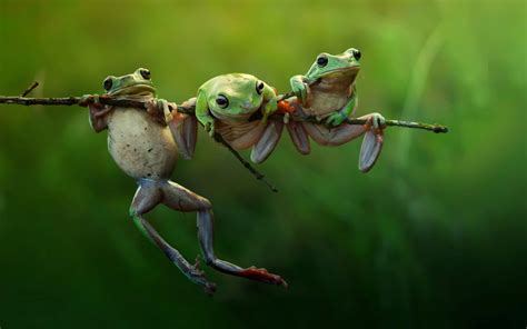 Tree frog hanging on a branch wallpapers and images - wallpapers, pictures, photos