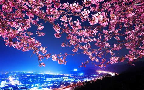 Computer Night Time Cherry Blossom Wallpapers - Wallpaper Cave