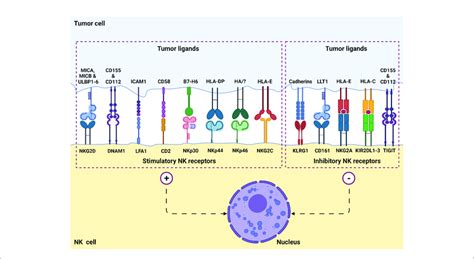 | NK cell surface receptors and ligands on tumor cells are involved in... | Download Scientific ...