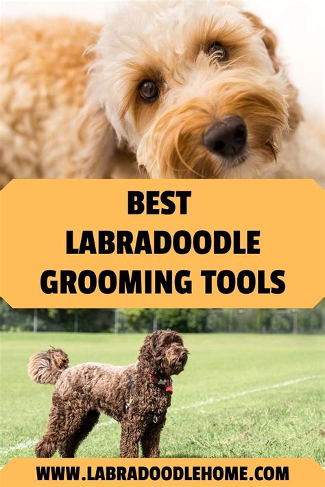 Best Labradoodle Grooming Tools You Can Find In 2024