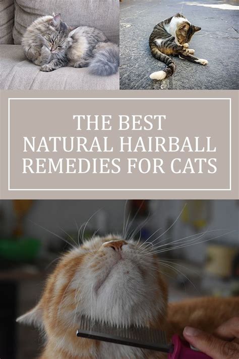 Natural Home Hairball Remedies for Cats | Natural cat, Cats, Hairball