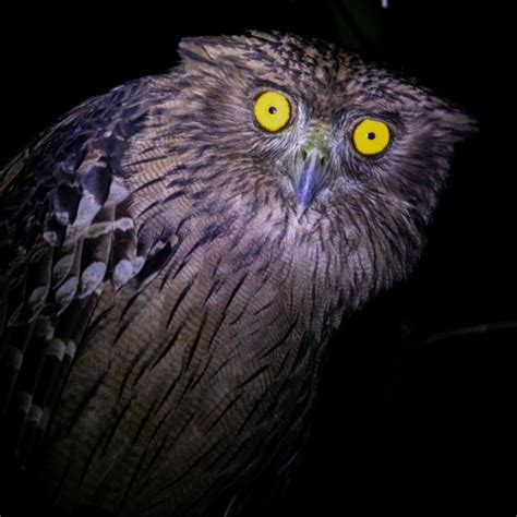 Dusky Eagle Owl Malaysia: Majestic Nocturnal Predator