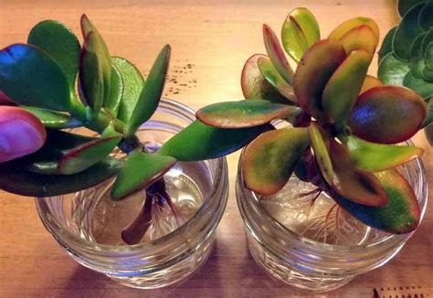 Does Water Propagation Work for Succulents? - Succulent Plant Care