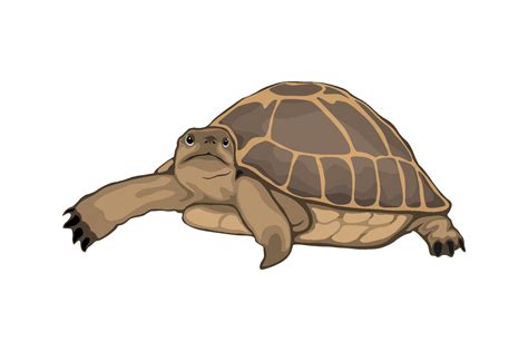 Turtle Illustrations Graphic by graphicrun123 · Creative Fabrica