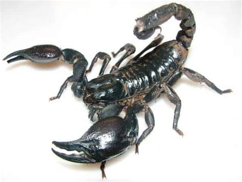 Asian Forest Scorpion – Detailed Guide: Care, Diet, and Breeding ...