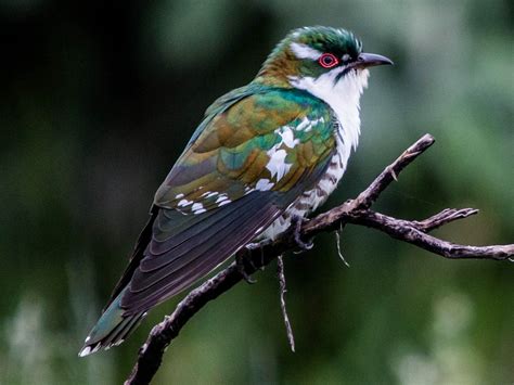 Bird Checklist of Lake Naivasha | Lake Naivasha | Kenya Birding Tours