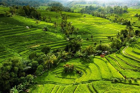 Aerial view of rice terraces. in 2024 | Aerial view, Rice terraces ...