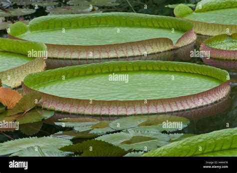 Victoria regia lily hi-res stock photography and images - Alamy