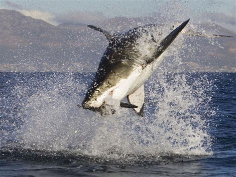 Animals: Great White Shark Feeding, South Africa, desktop wallpaper nr ...