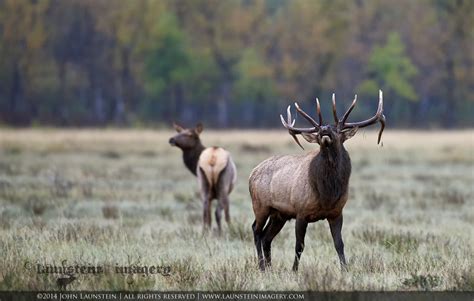 Bull Elk Bugling in the Rain 11×14 matted – Launstein Imagery | The ...