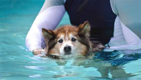 Hydrotherapy For Dogs: What Is It And What Are The Benefits? - DogTime