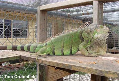 Green Iguana Care Sheet - Reptiles Magazine