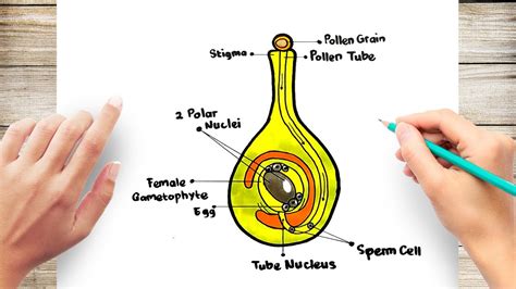 Diagram Of Fertilization In Plants Class 7