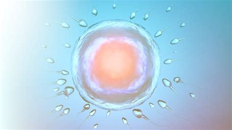 Donor Eggs IVF Explained | Redia IVF