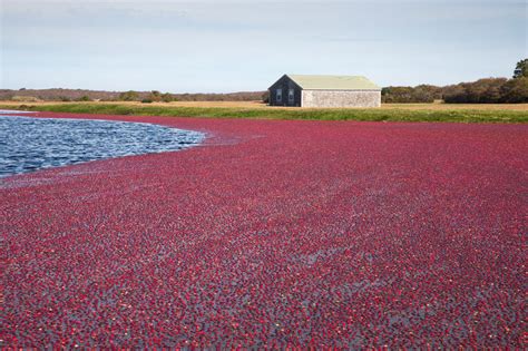 Fall on Nantucket: 7 Things To Do – Nantucket Looms