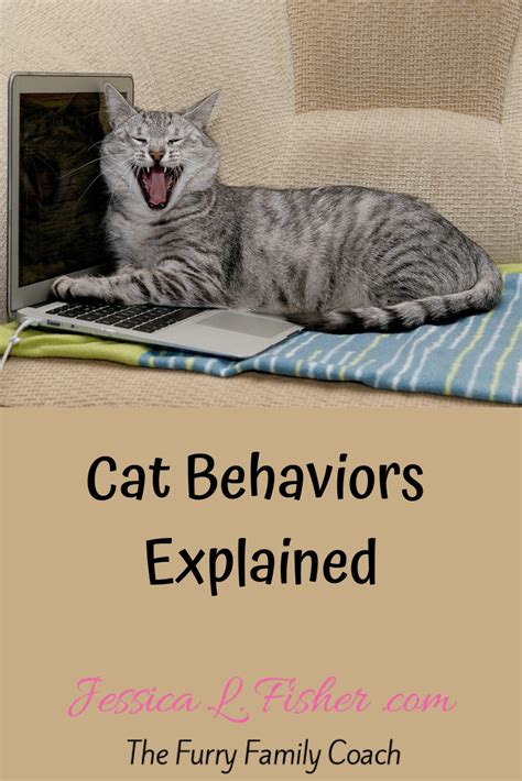 Surprising Cat Behavior Facts You Need to Know