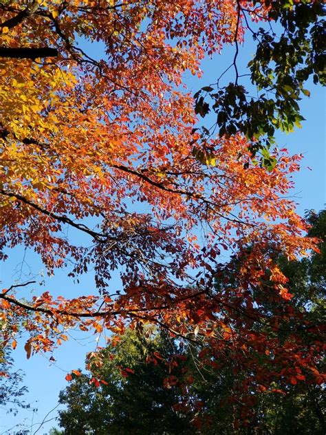 Brilliant Fall Colors - Appalachian Forest Autumn Foliage Stock Image ...