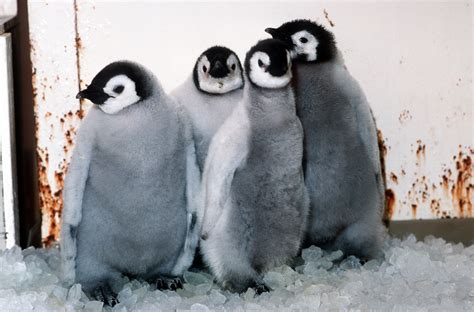 File:Emperor penguin chicks at Sea World · DF-ST-90-04598.JPG ...