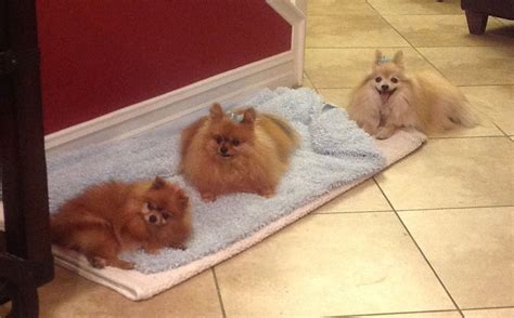 Pomeranians at Play | Pommy Mommy | Pomeranian, Pomeranian lovers, Pom mom