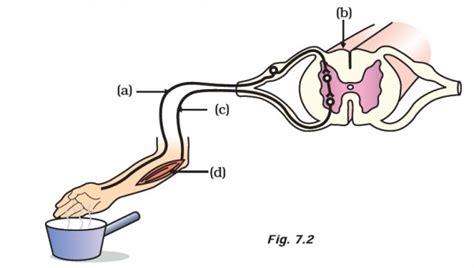 What are reflex actions? Give two examples. Explain a reflex arc. - Sarthaks eConnect | Largest ...