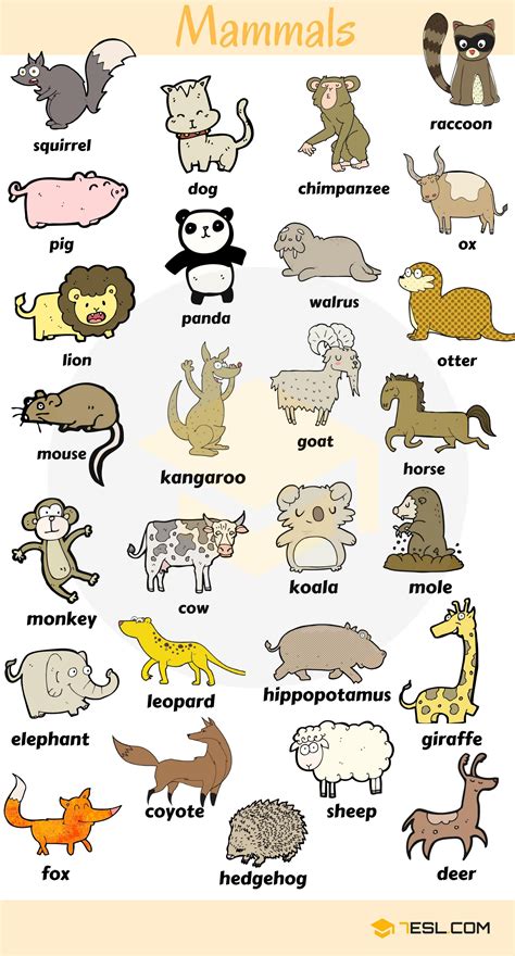 Different animals name with picture | Animal Big