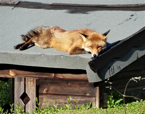Fox on a Hot Shed Roof - Number 1 © Neil Theasby :: Geograph Britain and Ireland