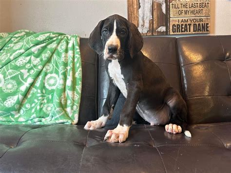 AKC Full Euro Mantle Male Great Dane - Great Dane Puppies for Sale in ...