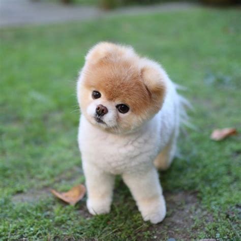 Pomeranian,lulu de pomerania,pomerania,pomerania toy,perro pomerania ...