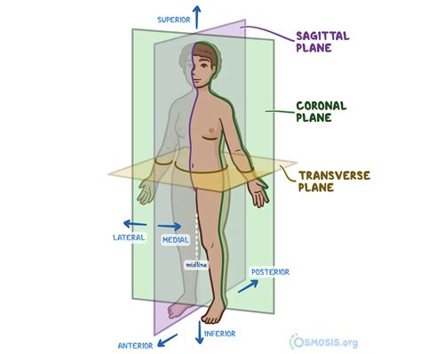 ancla navegación Barcelona dorsal definition anatomy horario imagina cajón