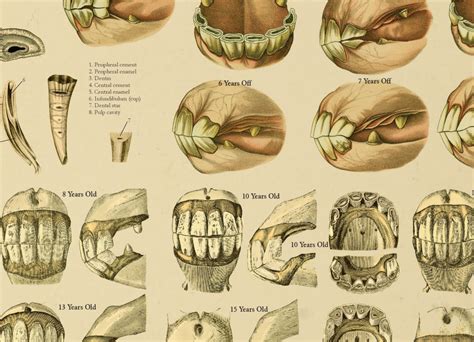 Equine Dental Anatomy Age of Horse by Teeth Chart