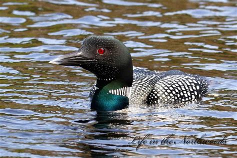 MN State Bird: The Loon | US State | Pinterest