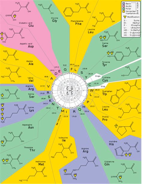 Dna Codon Table Pdf | Review Home Decor