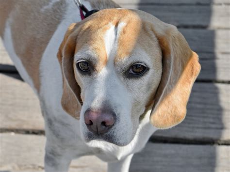 Free picture: eyes, head, nose, pedigree, animal, beagle, hound ...