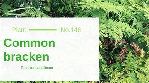 Common Bracken - Pteridium Aquilinum: Edible & Medicinal Uses of the Sunny Fern of Wild Plants ...