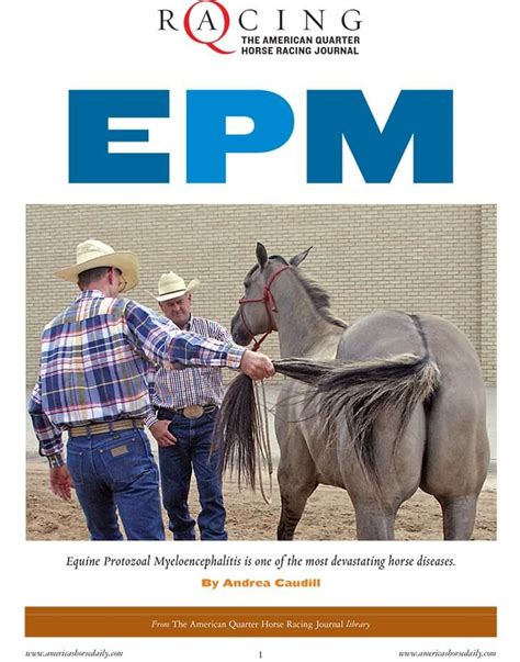 AQHA: EPM in Horses | Horse care, Horse health