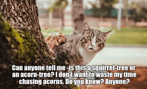 Lolcats - squirrel - LOL at Funny Cat Memes - Funny cat pictures with words on them - lol | cat ...