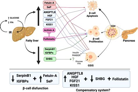 Frontiers | Contribution of Liver and Pancreatic Islet Crosstalk to β ...