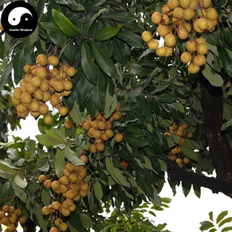 Buy Longan Fruit Tree Semente 60pcs Plant Longan For Chinese Fruit Longan-in Bonsai from Home ...