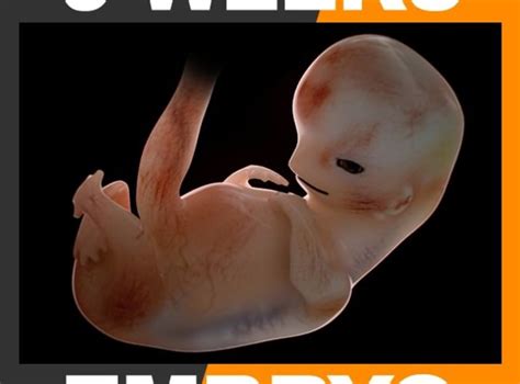 Human Embryo 9 Weeks 3D Model MAX OBJ 3DS FBX C4D LWO LW LWS | CGTrader.com