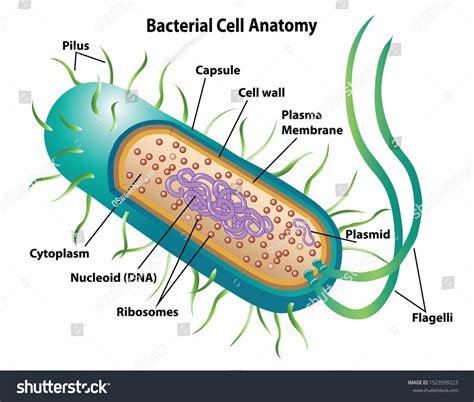 Bacteria Cell Structure