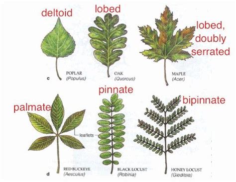 The Difference Between Pinnate and Palmate Leaves – Draw Nature | Tree ...